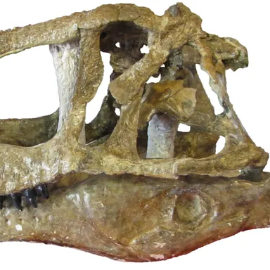 Abelisaurus