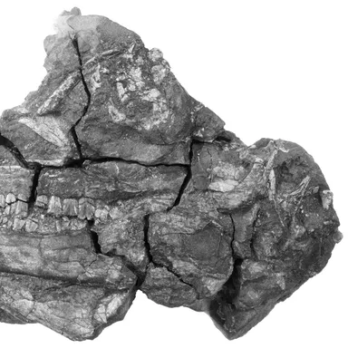 Abrictosaurus