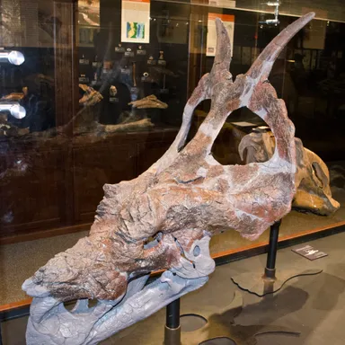 Achelousaurus
