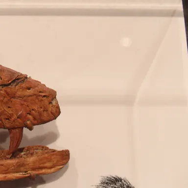 Acheroraptor