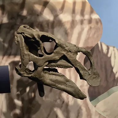 Acristavus