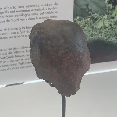 Acrotholus