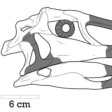 Adasaurus