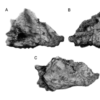Adelolophus