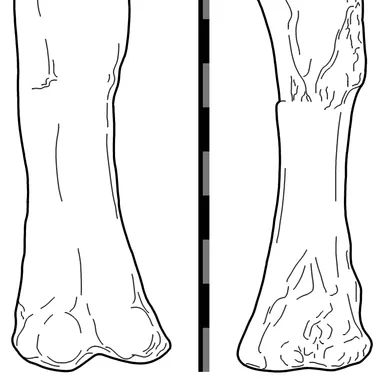 Aegyptosaurus