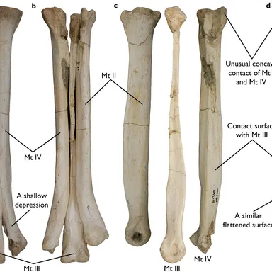 Aepyornithomimus