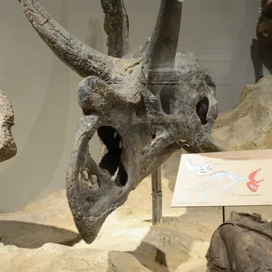 Agujaceratops