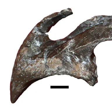 Ajkaceratops