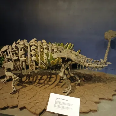 Akainacephalus
