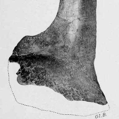Alamosaurus