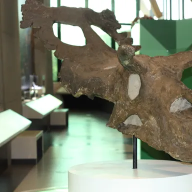 Albertaceratops