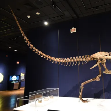 Albertosaurus