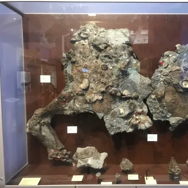 Aletopelta