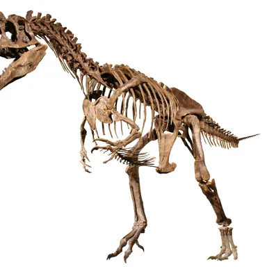 Allosaurus