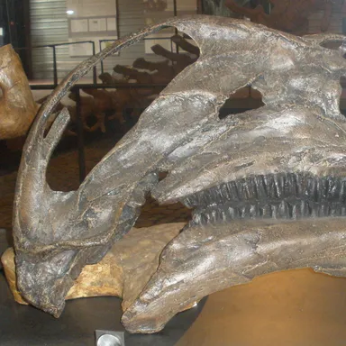 Altirhinus