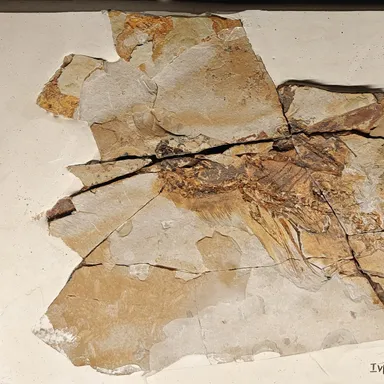 Ambopteryx