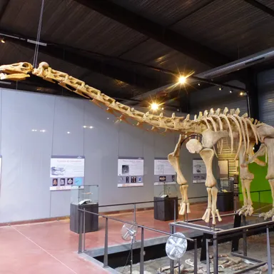 Ampelosaurus