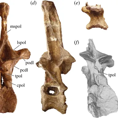 Amphicoelias