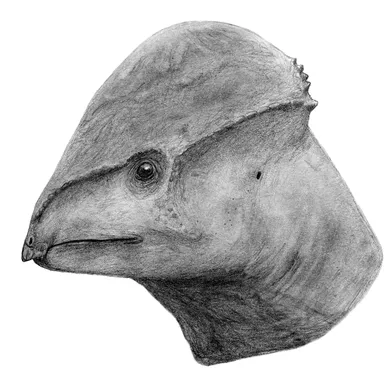 Amtocephale
