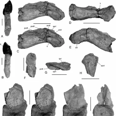 Amygdalodon