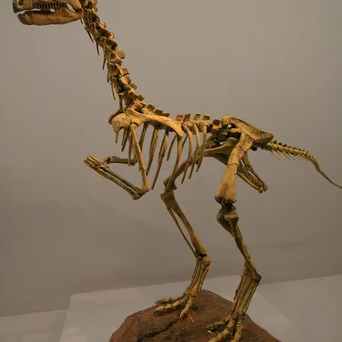 Anabisetia