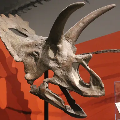 Anchiceratops