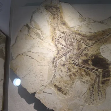 Anchiornis