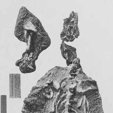 Anchisaurus