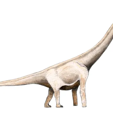 Angolatitan