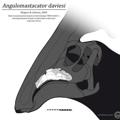 Angulomastacator