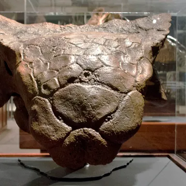 Ankylosaurus