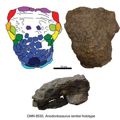 Anodontosaurus