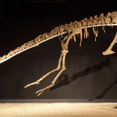 Anserimimus