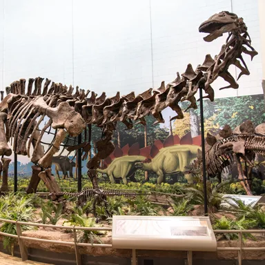 Apatosaurus
