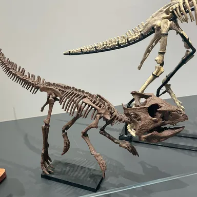 Archaeoceratops