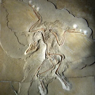 Archaeopteryx