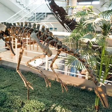 Archaeornithomimus