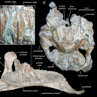 Arenysaurus