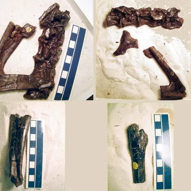 Aristosuchus