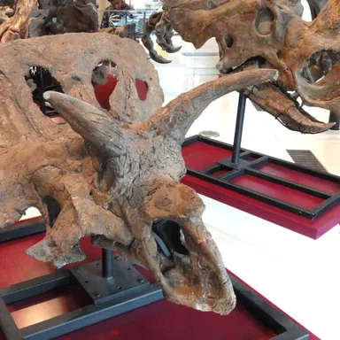 Arrhinoceratops