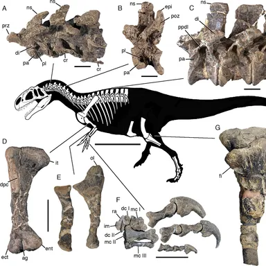 Asfaltovenator