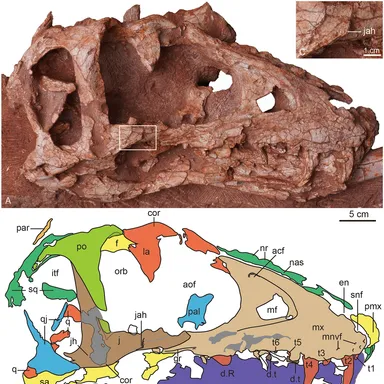 Asiatyrannus