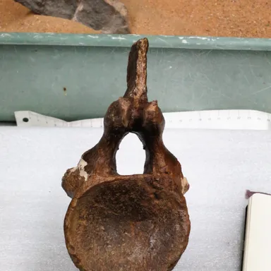 Astrophocaudia
