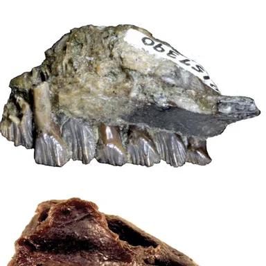 Atlascopcosaurus