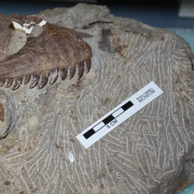 Atrociraptor