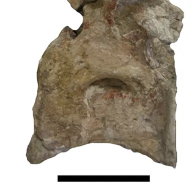Atsinganosaurus