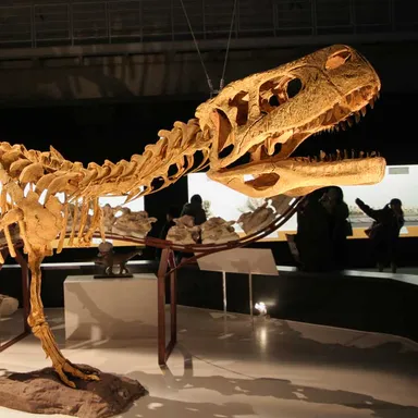 Aucasaurus