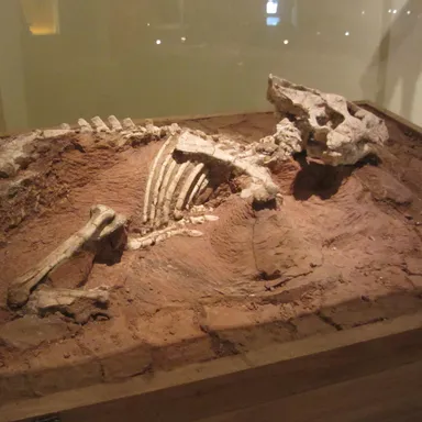 Auroraceratops