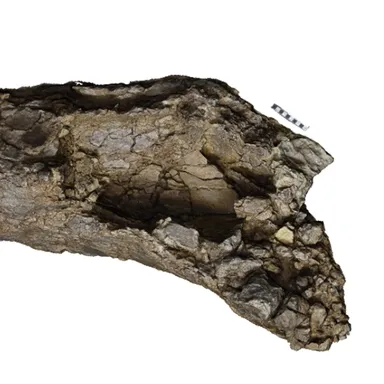 Australotitan