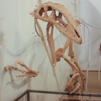 Australovenator